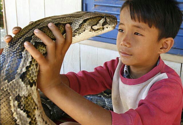Shocking Photos: The Cambodian Boy Who Sleeps with A 16ft Python – Trends LT